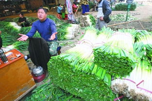 暖冬之困 農(nóng)副產(chǎn)品市場中的大蔥滯銷現(xiàn)象探析