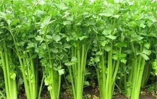 精準(zhǔn)發(fā)力 打通產(chǎn)銷鏈路——落實(shí)貧困地區(qū)農(nóng)副產(chǎn)品政府采購(gòu)的操作指南